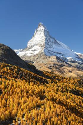 Matterhorn und gelbgoldene Lärchen im Herbst an sonnigen Tagen. Farben des Herbstes. Schweizer Alpen. Wallis, Schweiz Matterhorn Mountain and Yellow Golden Larches in Autumn on Sunny Day. Fall Colors. Swiss Alps. Valais, Switzerland Copyright: imageBROKER MaksimxZabarovskii ibxmza15475470