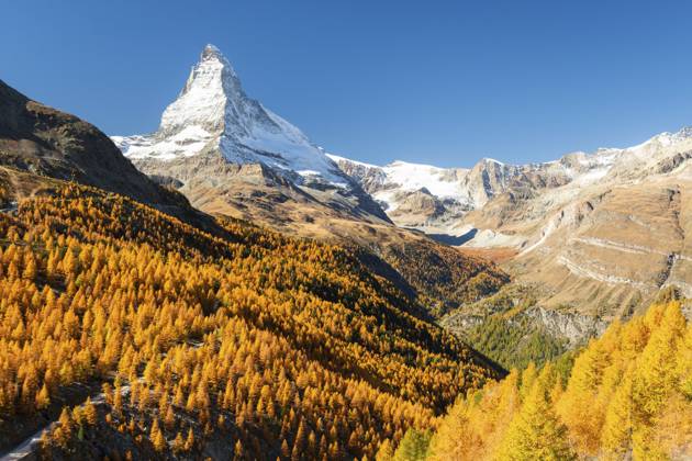 Matterhorn und gelbgoldene Lärchen im Herbst an sonnigen Tagen. Farben des Herbstes. Schweizer Alpen. Wallis, Schweiz Matterhorn Mountain and Yellow Golden Larches in Autumn on Sunny Day. Fall Colors. Swiss Alps. Valais, Switzerland Copyright: imageBROKER MaksimxZabarovskii ibxmza15475472