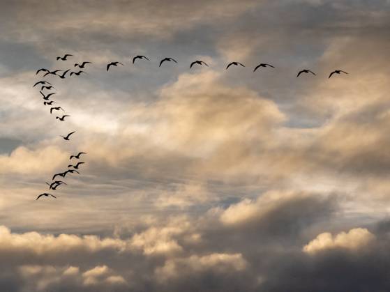 RECORD DATE NOT STATED Seagulls Migrate At Sunset - Franqueville A formation of seagulls flies over a sunset in Franqueville, France. Franqueville, France, November 4, 2025. Photo by Mario Fourmy ABACAPRESS.COM  Copyright: xFourmyxMario ABACAx