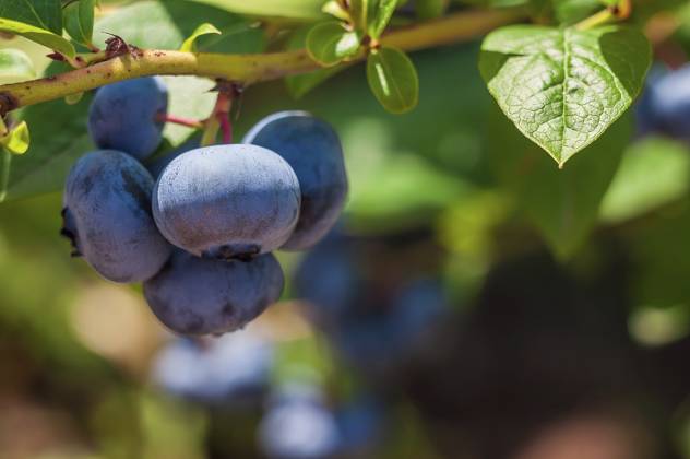 Frische Blaubeeren hängen unter der strahlenden Sommersonne an einem grünen Zweig, der vor Reife strotzt und einen Hauch von süßem Geschmack verspricht Fresh blueberries hang from a leafy branch, plump with ripeness, under the bright summer sun, promising a burst of sweet flavor Copyright: imageBROKER AndriixAbryutin ibxiqx15517661.jpg