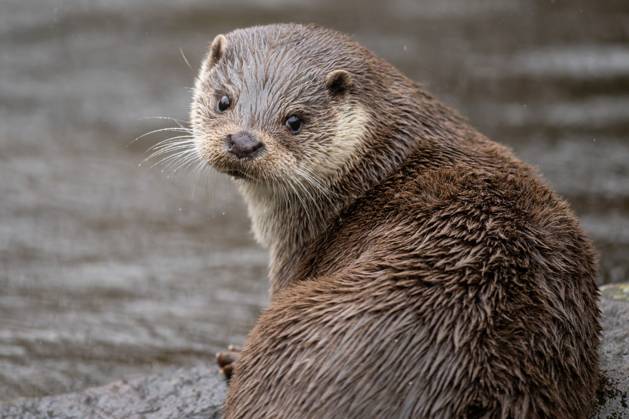 Ein Fischotter sitzt im Wildpark Pforzheim auf einem Stein. Pforzheim Baden-Württemberg Deutschland