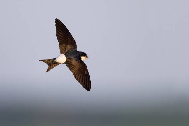 Mehlschwalbe (Delichon urbicum) im Flug, Mecklenburg-Vorpommern, Deutschland Copyright: xThomasxHarbigx BIA174658