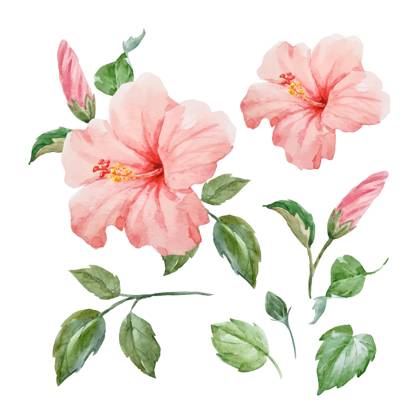 Tropical Watercolor Hibiscus A vibrant watercolor painting of a tropical hibiscus flower, perfect for spring or summer. Features delicate pink petals and lush green foliage. Ideal for botanical art, floral arrangements, or decorative projects. Copyright: xZeninax