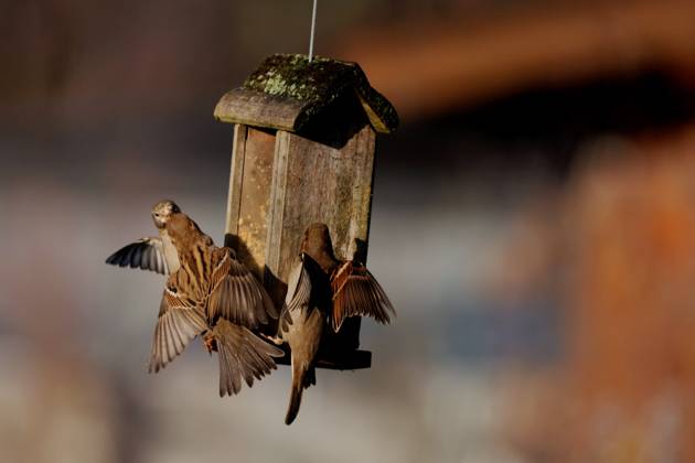 Berlin, Spandau, Haussperling (Passer domesticus)