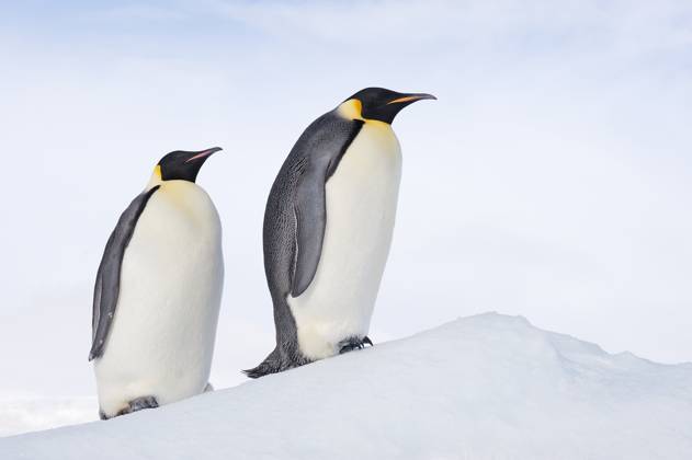 Pair of emperor penguins on snowy slope in Antarctica, RUEF04805
