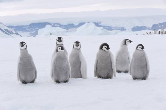 Emperor penguin chicks standing together on snowy Antarctic landscape, RUEF04830
