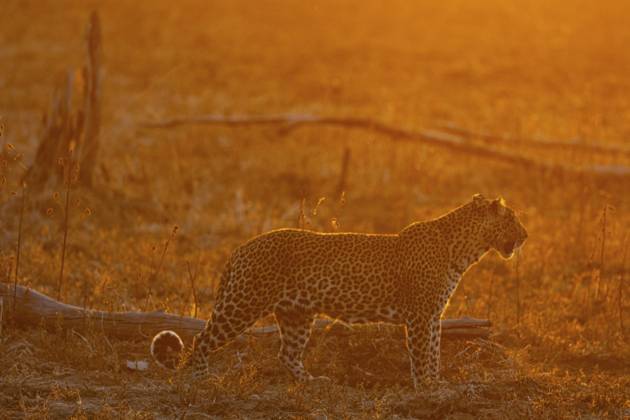 Leopard (Panthera pardus) Weibchen bei Sonnenuntergang Sambia Leopard (Panthera pardus) femal at sunset Zambia Copyright: imageBROKER HermannxBrehm ibxhbr15760445.jpg