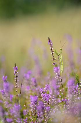 Gottesanbeterin (Mantis religiosa) auf blühender lila Blumenwiese, Bad Frankenhausen, Thüringen, Deutschland Praying mantis (Mantis religiosa) on blooming purple flower meadow, Bad Frankenhausen, Thuringia, Germany Copyright: imageBROKER MarcusxSiebert ibxmcs15791054.jpg