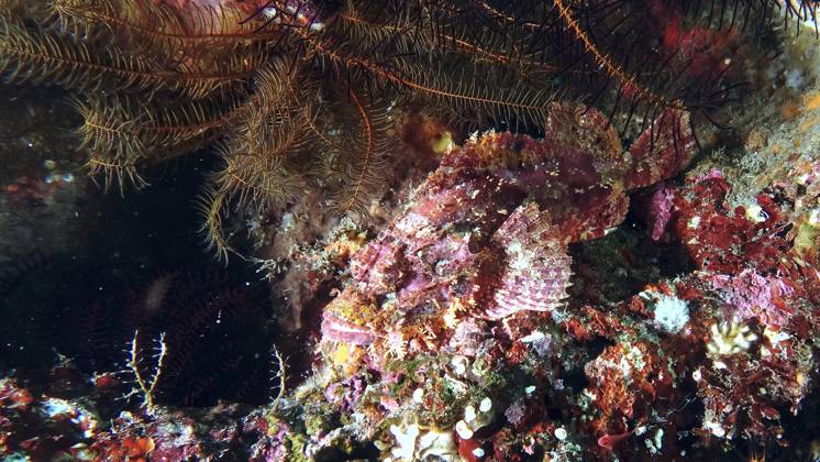 Großer Roter Drachenkopf (Scorpaena scrofa) ist inmitten von bunten Korallen getarnt und zeigt die Vielfalt der Unterwasserwelt, Tulamben, Bali, Indonesien Red scorpionfish (Scorpaena scrofa) is camouflaged amidst colourful corals and shows the diversity of the underwater world, Tulamben, Bali, Indonesia Copyright: imageBROKER ag-pix ibxagg15995854