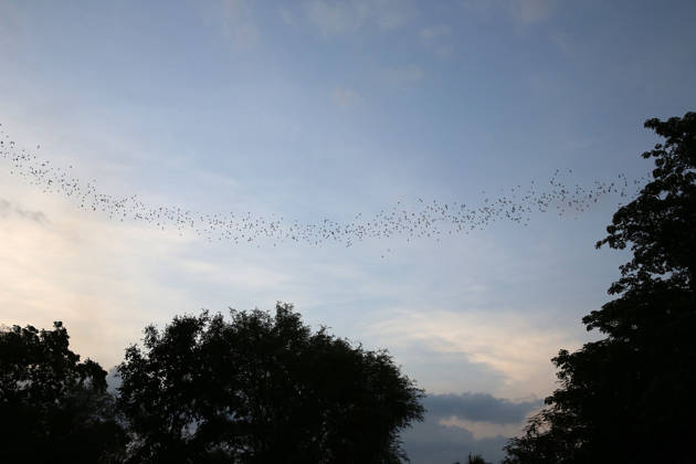 Asian wrinkle-lipped bats fly out of Phnom Sampeu caves each night to hunt insects. Battambang. Cambodia. 12.06.2017 Battambang Cambodia