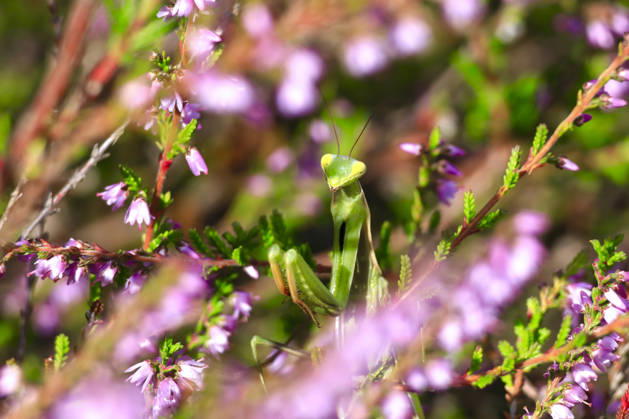 Praying mantis camouflaged among pink heather flowers in Germany, JTF02634