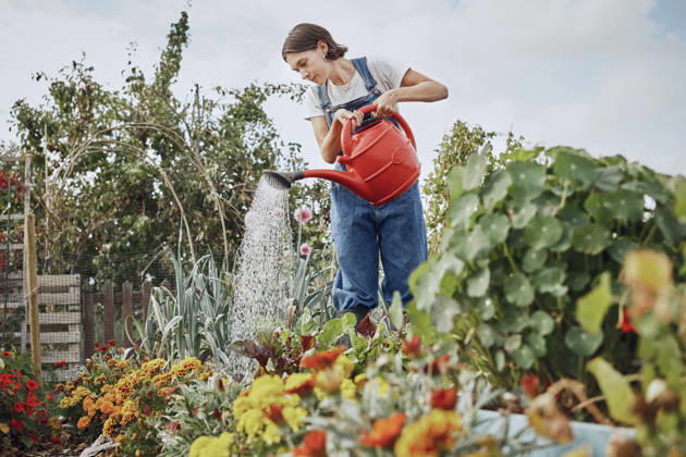 Smiling person watering flowers with red watering can in London allotment model released, Symbolfoto property released, PWF01541