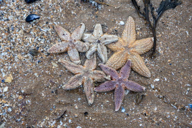 Mass starfish washed up on Margate Beach in Margate, UK - 27 Dec 2025 Five sea stars lie on the seashore after the storm. The very recent storm washed up hundreds of thousands of starfish, oysters and crabs on the Margate beach and the seafront. Starfish stranding is a natural occurrence that happen every year. Large stranding often occur after stormy weather when water currents become stronger and wash the starfish and other marine animals to the shore. Margate United Kingdom Copyright: xKrisztianxElekx xSOPAxImagesx SSS_20251227_STAR_FISH_0011005092