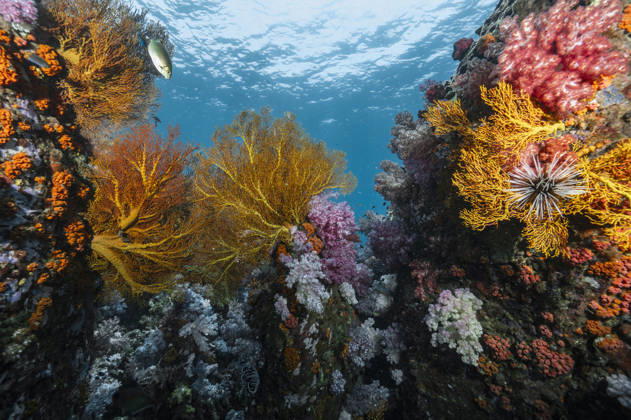 beautiful and healthy coral in the southern Andaman Sea Phiman, Satun, Thailand CR_THHE251226A-1892556-01