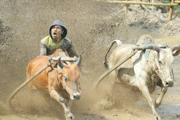 Traditional Indonesia Cow Racing in 2026 WEST SUMATRA, INDONESIA - JANUARY 3: Sumatran people compete with cows in the muddy rice fields at the Indonesia Cow Racing known as Pacu Jawi held to celebrate the end of the harvest season in Tanah Datar district of West Sumatra, Indonesia, on January 3, 2026. Pacu Jawi is an annual cattle race held every year after the rice harvest, which has been a hereditary tradition that is now an attraction for local and foreign tourists. Adi Prima Anadolu West Sumatra Indonesia. Editorial use only. Please get in touch for any other usage.  Copyright: x2026xAnadoluxAdixPrimax