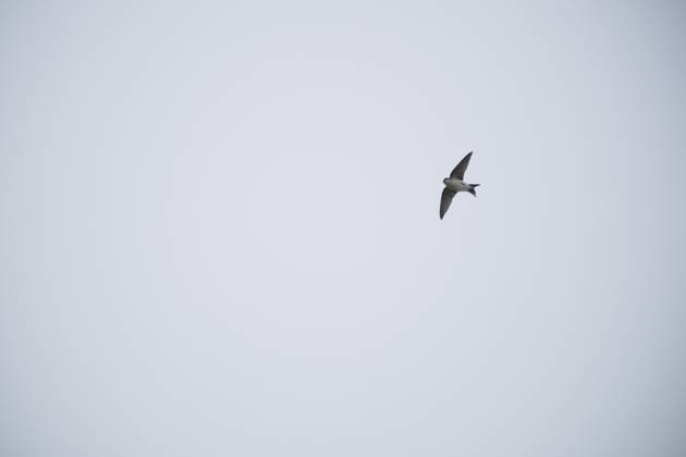 Mehlschwalbe (Delichon urbicum), Kempen, Nordrhein-Westfalen, Deutschland House martin (Delichon urbicum), Kempen, North Rhine-Westphalia, Germany Copyright: imageBROKER JoachimxMoebesxClaud ibxjmm16106316.jpg