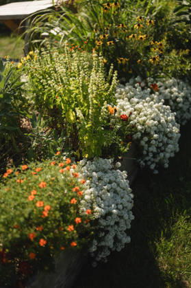 Lush garden bed with sweet alyssum and vibrant summer flowers Empire, Michigan, United States R_AKAO260111C-1933887-01