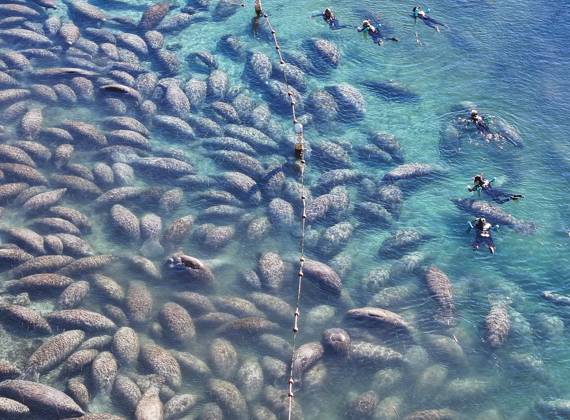 News Bilder des Tages January 16, 2026, Crystal River, Florida, USA: An aerial drone view as people swim with the manatees as they huddle just outside of Three Sisters Springs on Friday, Jan. 16, 2026 in Crystal River. Cold weather draws manatees into the springs which is a constant 72 degrees. Crystal River USA - ZUMAs70_ 20260116_zan_s70_029 Copyright: xDirkxShaddx