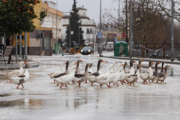 News Bilder des Tages Spain s Andalusia on red alert due to Storm Leonardo GRANADA, SPAIN - FEBRUARY 5: The Genil River overflows its banks as it passes through Huetor Tajar, where the Emergency Military Unit (UME) is helping to remove water during the red alert in Andalusia due to heavy rains on February 05, 2026 in Granada, Spain. Alex Camara Anadolu Granada Spain. Editorial use only. Please get in touch for any other usage.  Copyright: x2026xAnadoluxAlexxCamarax