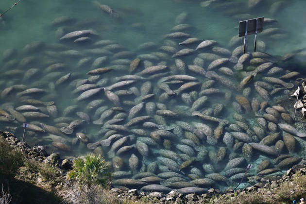 CRYSTAL RIVER, FL - FEBRUARY 8: Aerial view of Manatees huddling together to stay warm in 70 degree water at Three Sisters Springs in Crystal River, Florida during manatee season as as they deal with life-threatening plummeting temperatures resulting in record population levels at Crystal River on February 8, 2026. Copyright: xmpi34x