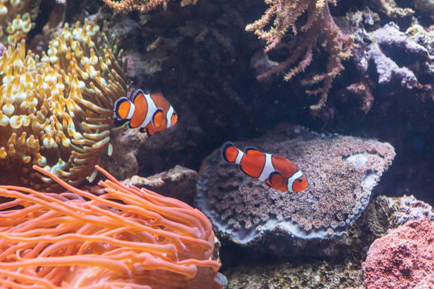 Two Clownfish Swim Near Anemone and Coral at the Monterey Bay A Monterey, California, United States R_NCJL260206-1961488-01