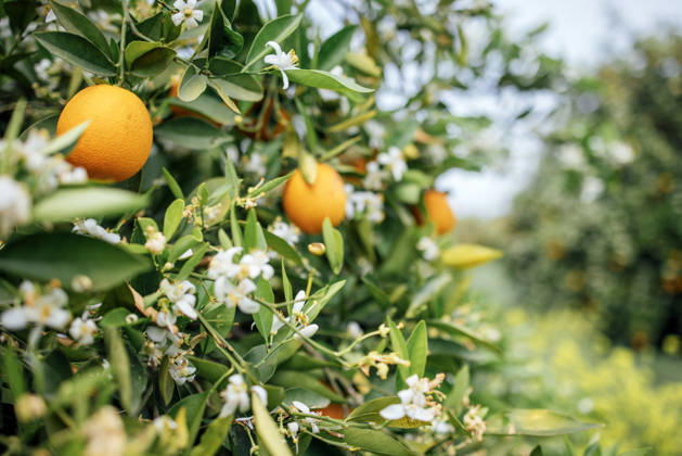 Orangenbaumzweig mit reifen Orangen und weißen Blüten, der in einer lebendigen Obstgartenumgebung bei Tageslicht üppig grüne Blätter zeigt. Branch of an orange tree displaying ripe oranges and white flowers among green leaves in a bright orchard environment (License=RF) Copyright: xZoonar.com DashaxPetrenkox 24692665