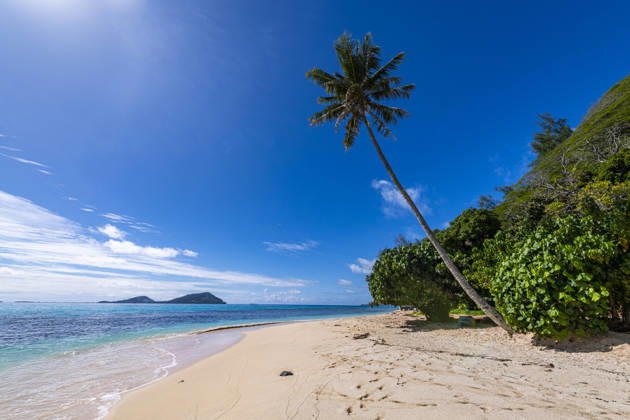 Tropical white sand beach with palm tree in Rikitea, Mangareva, French Polynesia, RUNF05100
