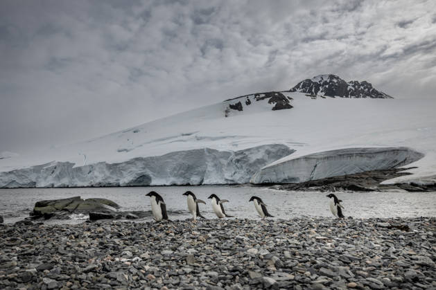 Turkiye s 10th National Antarctic Scientific Expedition has come to an end ANTARCTICA - FEBRUARY 17: Adelie penguins are seen on the glaciers during the Turkiye s 10th National Antarctic Scientific Expedition, which is ongoing under the auspices of the Turkish Presidency, led by the Ministry of Industry and Technology, and coordinated by TUBITAK MAM Polar Research Institute, in Antarctica on February 17, 2026. The team participating in the 10th National Antarctic Scientific Expedition returned home after 37 days. Data from 15 separate projects, ranging from earth sciences and glacier observations to near-space research and aquatic ecosystem studies, will be brought to Turkiye and shared with the international scientific community. Sebnem Co  Copyright: x2026xAnadoluxSebnemxCoskunx