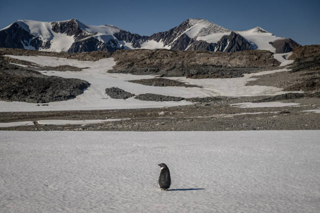 Turkiye s 10th National Antarctic Scientific Expedition has come to an end ANTARCTICA - FEBRUARY 17: An Adelie penguin is seen on the glaciers during the Turkiye s 10th National Antarctic Scientific Expedition, which is ongoing under the auspices of the Turkish Presidency, led by the Ministry of Industry and Technology, and coordinated by TUBITAK MAM Polar Research Institute, in Antarctica on February 17, 2026. The team participating in the 10th National Antarctic Scientific Expedition returned home after 37 days. Data from 15 separate projects, ranging from earth sciences and glacier observations to near-space research and aquatic ecosystem studies, will be brought to Turkiye and shared with the international scientific community. Sebnem C  Copyright: x2026xAnadoluxSebnemxCoskunx