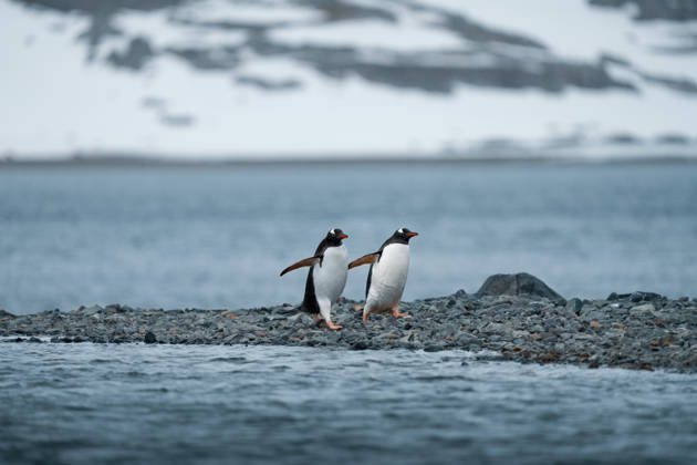 Two penguins looking at the cold ocean water in Antarctic landscape Ushuaia, Tierra del Fuego Province, Argentina CR_RZIL260304A-1976662-01