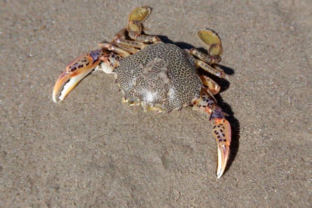 Krabbenweibchen (Ovalipes ocellatus) am Strand Lady Crab (Ovalipes ocellatus) on the beach (License=RF) Copyright: xZoonar.com OlgaxPopovax 24768864