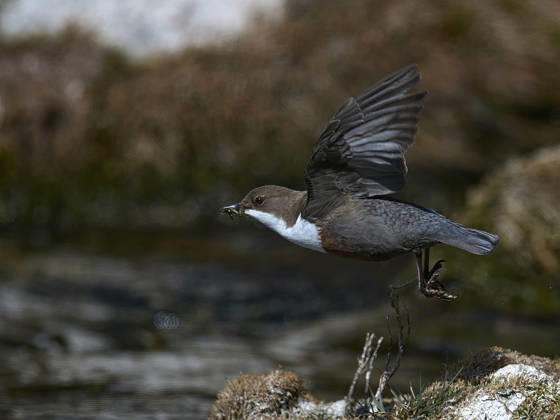 Wasseramsel Wasseramsel (License=RF) Copyright: xZoonar.com SIEGMARxTYLLAx 24774856