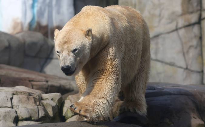 15.03.2026, xcex, GER, Hamburg, Stellingen, Zoo, Kultur, Tiere, Artenschutz, Nachwuchs, Fruehlingserwachen im Tierpark Hagenbeck, neuer Eisbaer im Eismeer, Eisbaermaennchen Rasputin ist im Zuge des Europaeischen Erhaltugszuchtprogramms (EEP) aus Aalborg (Daenemark) nach Hamburg umgezogen