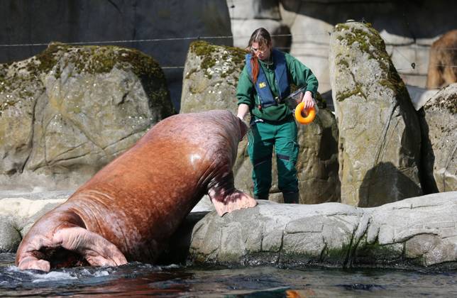 15.03.2026, xcex, GER, Hamburg, Stellingen, Zoo, Kultur, Tiere, Walross, Fruehlingserwachen im Tierpark Hagenbeck, Tierpfleger fuettern und kuemmern sich um die Walroesser im Eismeer