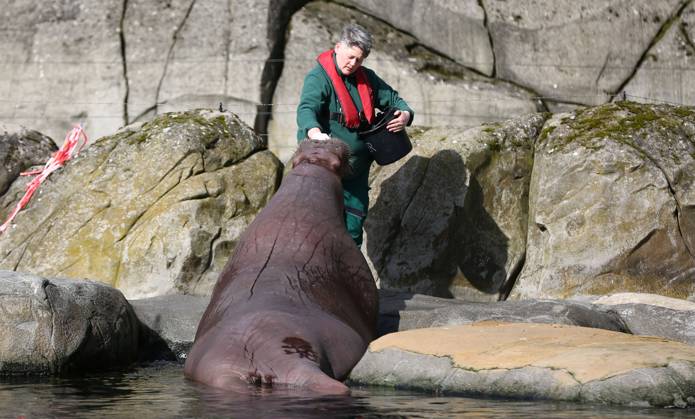 15.03.2026, xcex, GER, Hamburg, Stellingen, Zoo, Kultur, Tiere, Walross, Fruehlingserwachen im Tierpark Hagenbeck, Tierpfleger fuettern und kuemmern sich um die Walroesser im Eismeer