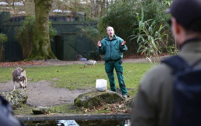 15.03.2026, xcex, GER, Hamburg, Stellingen, Zoo, Kultur, Tiere, Fruehlingserwachen im Tierpark Hagenbeck, Tierpflegerin erklaert den Besuchern Fakten zu den Roten Riesenkaengurus