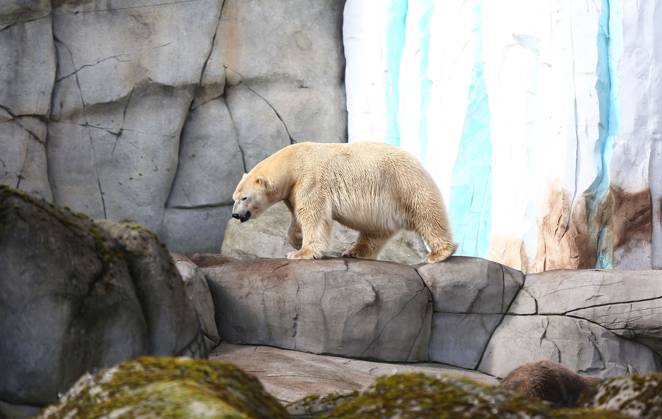 15.03.2026, xcex, GER, Hamburg, Stellingen, Zoo, Kultur, Tiere, Artenschutz, Nachwuchs, Fruehlingserwachen im Tierpark Hagenbeck, neuer Eisbaer im Eismeer, Eisbaermaennchen Rasputin ist im Zuge des Europaeischen Erhaltugszuchtprogramms (EEP) aus Aalborg (Daenemark) nach Hamburg umgezogen