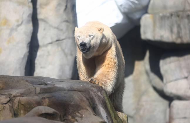 15.03.2026, xcex, GER, Hamburg, Stellingen, Zoo, Kultur, Tiere, Artenschutz, Nachwuchs, Fruehlingserwachen im Tierpark Hagenbeck, neuer Eisbaer im Eismeer, Eisbaermaennchen Rasputin ist im Zuge des Europaeischen Erhaltugszuchtprogramms (EEP) aus Aalborg (Daenemark) nach Hamburg umgezogen
