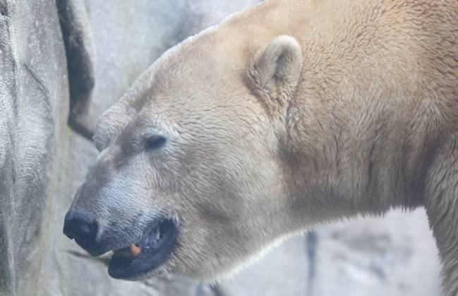 15.03.2026, xcex, GER, Hamburg, Stellingen, Zoo, Kultur, Tiere, Artenschutz, Nachwuchs, Fruehlingserwachen im Tierpark Hagenbeck, neuer Eisbaer im Eismeer, Eisbaermaennchen Rasputin ist im Zuge des Europaeischen Erhaltugszuchtprogramms (EEP) aus Aalborg (Daenemark) nach Hamburg umgezogen