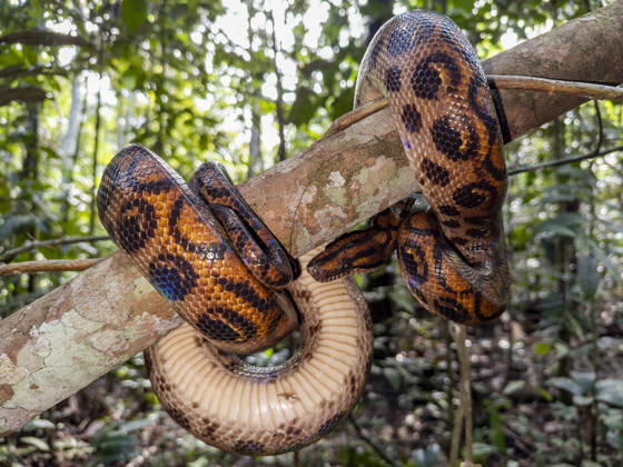 Adult rainbow boa captured by local guide on the Maraon River in Peru showcasing its vibrant colors and unique patterns Copyright: MichaelxNolan 1112-12541