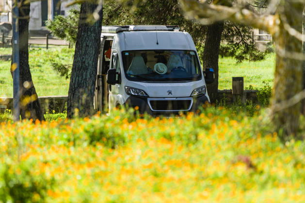 Ein Campervan steht zwischen Bäumen inmitten einer Ringelblumenwiese im Salento, Apulien, Italien. Ein Campervan steht in der Naturlandschaft neben einer Blumenwiese
