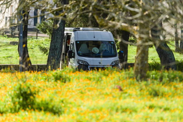 Ein Campervan steht zwischen Bäumen inmitten einer Ringelblumenwiese im Salento, Apulien, Italien. Ein Campervan steht in der Naturlandschaft neben einer Blumenwiese
