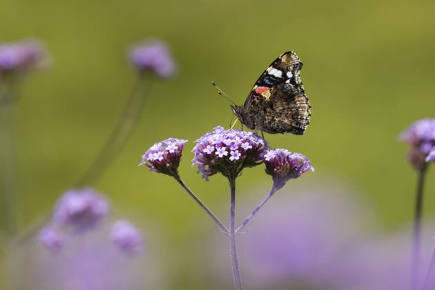 Roter Admiral (Vanessa atalanta), erwachsenes Insekt bei der Nahrungsaufnahme an den violetten Blüten der Gartenverbene (Verbena bonariensis) im Sommer, Norfolk, England, Großbritannien Red admiral butterfly (Vanessa atalanta) adult insect feeding on garden Verbena bonariensis purple flowers in summer, Norfolk, England, United Kingdom Copyright: imageBROKER KevinxSawford ibxksa17017897.jpg