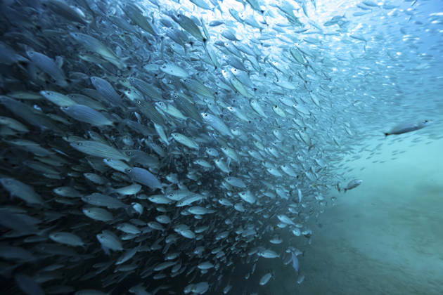 Los Islotes Sea Lion Colony, La Paz Mexico, Mexico Baja California Peninsula A large school of fish swimming in the ocean with light filtering through the water. La Paz, Baja California Sur, Mexico La Paz Mexico Mexico, Mexico Baja California Peninsula leke18139 Copyright: xConnectxImagesx