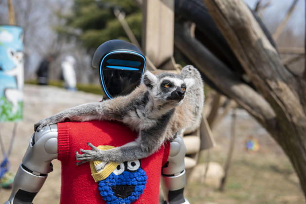 QINGDAO, CHINA - MARCH 21: A humanoid robot feeds a ring-tailed lemur during a spring parade at Qingdao Forest Wildlife World on March 21, 2026 in Qingdao, Shandong Province of China. Qingdao Forest Wildlife World held a spring parade featuring humanoid robots, robotic dogs, and wild animals. The robots even fed some animals, delighting crowds of visitors who came to watch and interact.  Copyright: xVCGx 111629797821