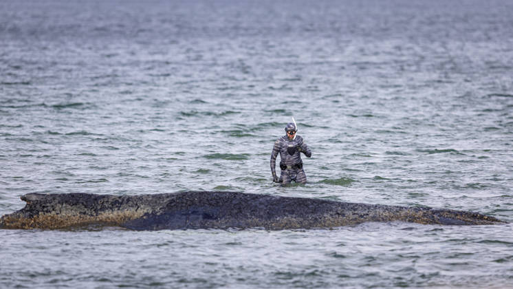 News Bilder des Tages Robert Marc Lehmann bei seinem Wassergang zu dem Wal. Buckelwal strandet vor Niendorfer Hafeneinfahrt (Timmendorfer Strand), 26.03.26 Timmendorfer Strand Schleswig-Holstein Germany Copyright: xAgentur54GradÂ°x xFelixxKoenigx