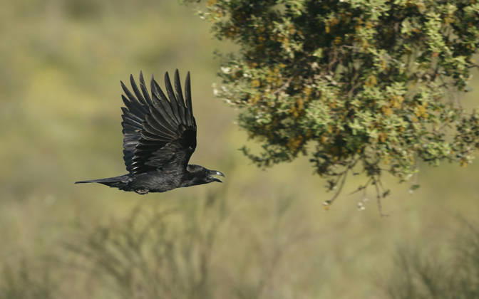 Spanischer Kolkrabe, Iberischer Kolkrabe (Corvus corax hispanus, Corvus hispanus), im Flug, Spanien, Extremadura Spanisch raven, Iberian raven (Corvus corax hispanus, Corvus hispanus), in flight, Spain, Extremadura BLWS744837