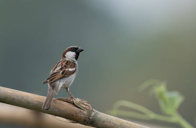 Ein Haussperling (Passer domesticus). Ein Haussperling (Passer domesticus). (License=RF) Copyright: xZoonar.com MojahidxMottakinx 24827490