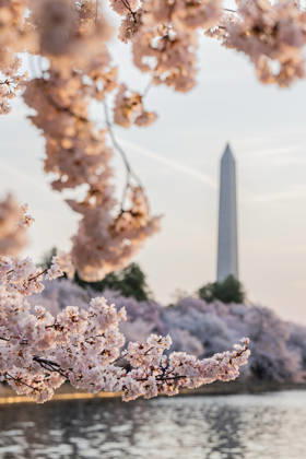 March 27, 2026, Washington, District Of Columbia, USA: Cherry blossoms bloom along the Tidal Basin with the Washington Monument in the background in Washington, D.C. Washington USA - ZUMAk206 20260327_znp_k206_005 Copyright: xMattxKaminskyx