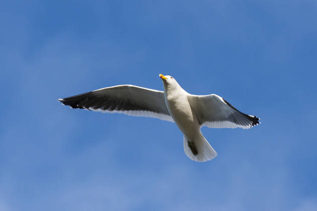 Dominikanermoewe, Dominikaner-Moewe, antipodus (Larus dominicanus antipodus, Larus antipodus), im Flug, Falkland-Inseln, Pebble Island Kelp gull, Southern black-backed gull, Dominican gull (Larus dominicanus antipodus, Larus antipodus), in flight, Falkland Islands, Pebble Island BLWS745269